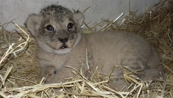 První snímek mláděte v přírodě vyhubeného lva berberského, které se narodilo v...