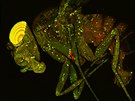 Zelen svtc imunitn buky pod mikroskopem.