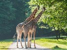 �irafy se vr�tily na safari v Zoo ve Dvo�e Kr�lov� (21. 5. 2018).