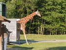 irafy se vrtily na safari v Zoo ve Dvoe Krlov (21. 5. 2018).