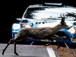 Neekan pekka se Vclavu Pechovi objevila na trati Rallye esk Krumlov....