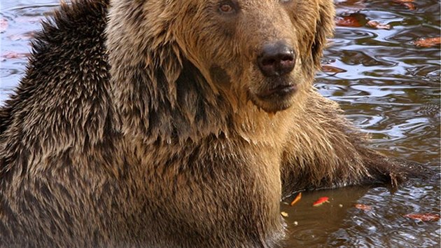Medvěd hnědý je celosvětově nejrozšířenějším druhem medvěda.