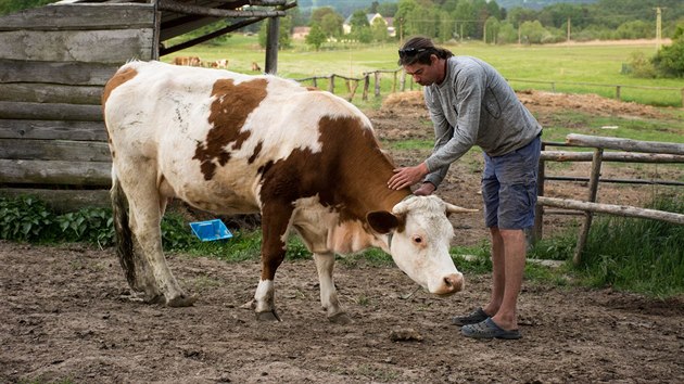 Dominika Jabálková a Jiří Korn o dojení krav nebo zpracování mléka ze začátku vůbec nic nevěděli. Ona jako grafička a on jako tesař si proto museli osvojit spoustu dovedností.