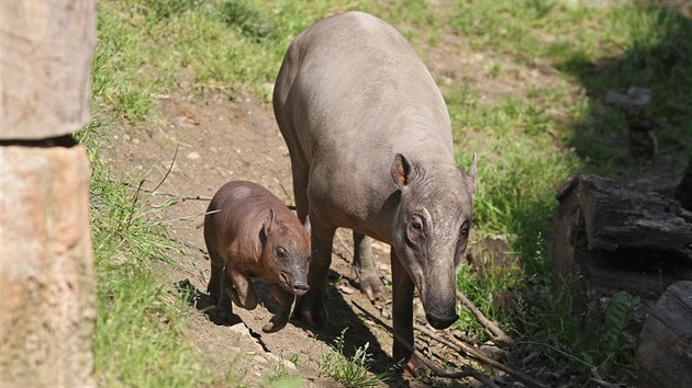 Chovatelé v jihlavské zoo jsou nadšení. Podařil se jim vzácný odchov mláděte babirusy. Matkou před měsícem narozené samičky je osmiletá Rose.