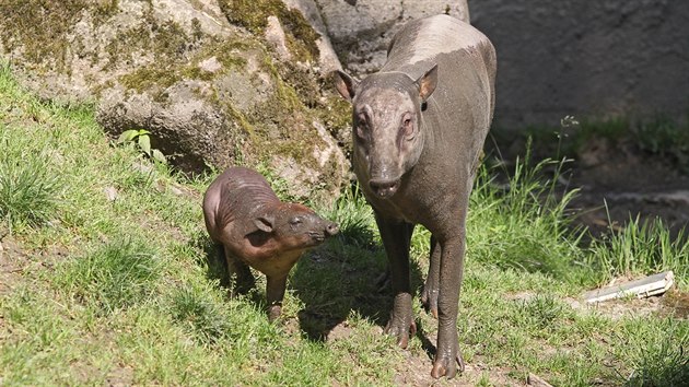 Chovatelé v jihlavské zoo jsou nadšení. Podařil se jim vzácný odchov mláděte babirusy. Matkou před měsícem narozené samičky je osmiletá Rose.