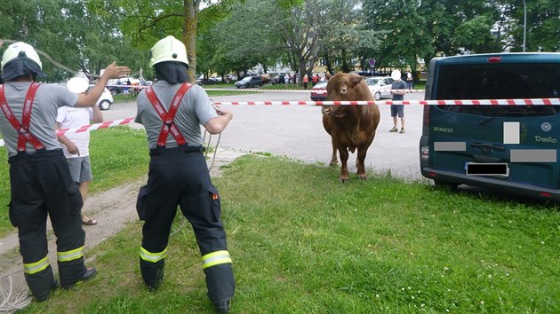 Býk utekl z farmy a procházel se po Trutnově (27.5.2018).
