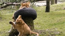 Lví hrátky v brnnské zoo