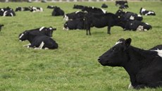 Stádo krav na farm nedaleko novozélandského msta Invercargill