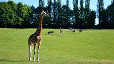 Žirafy znovu vyrazily na safari v Zoo ve Dvoře Králové.