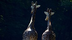 Žirafy se vrátily na safari v Zoo ve Dvoře Králové (21. 5. 2018).