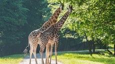 irafy se vrátily na safari v Zoo ve Dvoe Králové (21. 5. 2018).