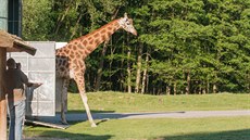 Žirafy se vrátily na safari v Zoo ve Dvoře Králové (21. 5. 2018).