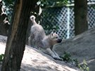 Mld vlka arktickho v brnnsk zoo.