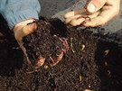 Nejlep kompost vytvej aly, v podstat jde o ist humus, tedy ideln...