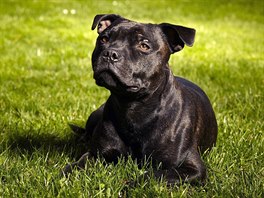 Stafford�írský bullteriér 