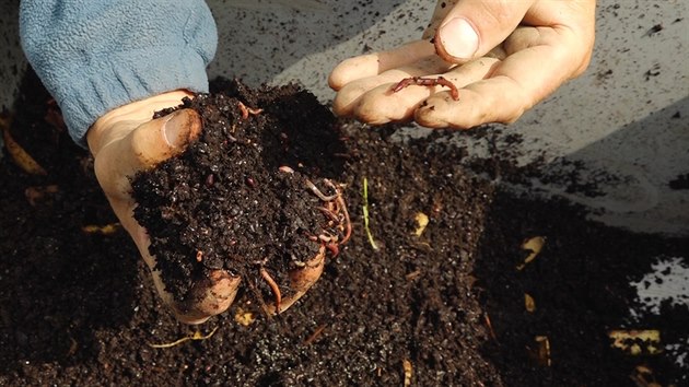 Nejlepší kompost vytvářejí žížaly, v podstatě jde o čistý humus, tedy ideálně rozložené organické zbytky.