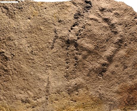 V ín se naly nejstarí zkamenlé otisky konetin ivoicha. (7. 6. 2018)