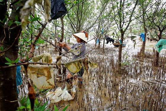 NAPLAVENÉ ODPADKY. ena odklízí kusy plast ze strom u pláe ve vietnamské...