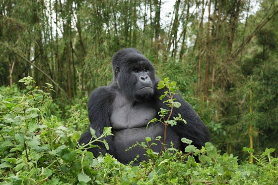 Stříbrohřbetý samec gorily horské, kriticky ohroženého druhu, jehož počty se...