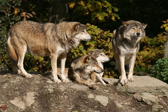 Vlci u nás nežili přes sto let, dnes se vracejí, ale není třeba se jich bát....