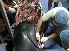 V bie velryby nali veterinái 80 plastových taek.