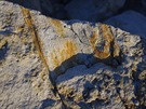 Zkamenliny v lomu v Nehvizdech
