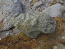Zkamenělé dřevo v lomu Nehvizdy v roce 2017