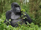 Stíbrohbetý samec gorily horské, kriticky ohroeného druhu, jeho poty se...