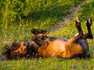 Pohyb divokých koní vytváí na pastvinách píleitosti pro uchycení hodn...