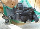 Gorile Kamb není dobe