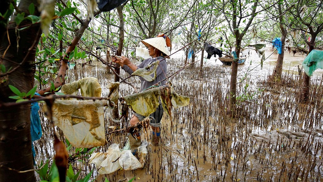 NAPLAVENÉ ODPADKY. �ena odklízí kusy plast� ze strom� u plá�e ve vietnamské...