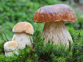 Pokud houbaříte, hřiby či křemenáče určitě milujete. Ale vyznáte se v nich?