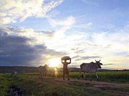 NÁVRAT Z PASTVY. Pastevec vede své krávy domů při západu slunce u barmského...