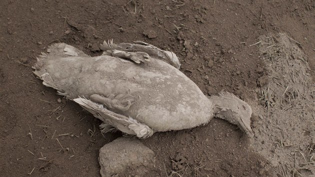 Při erupci guatemalské sopky umírali zvířata i lidé (5. června 2018)