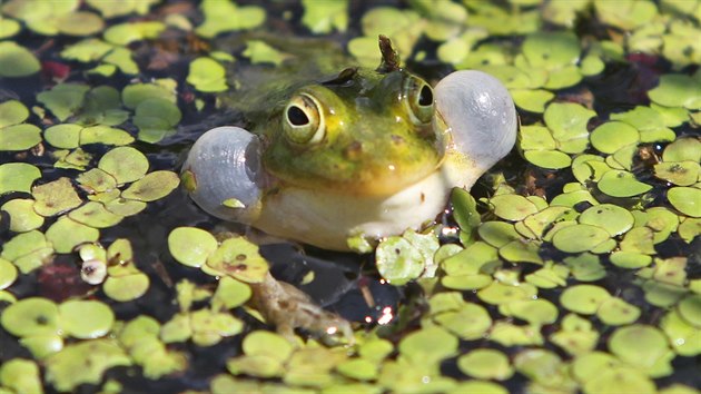 Průzračně čistá voda rybníku V seči na Jihlavsku je teď plná obojživelníků – dospělých žab a tisíců pulců, a to nejen vzácné blatnice skvrnité, ale i 
rosničky zelené, běžnější ropuchy obecné či skokana hnědého.