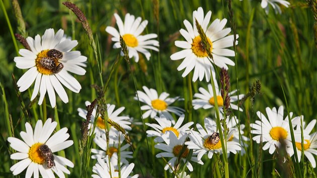 Kvtnat louka ze semen firmy Planta Naturalis