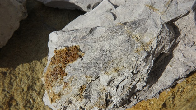Zkameněliny v lomu Nehvizdy v roce 2017