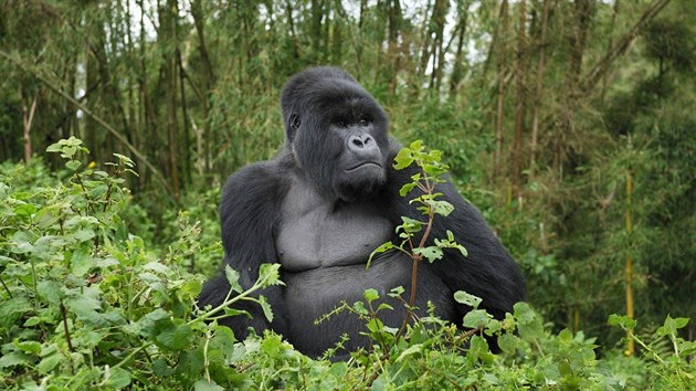 Stříbrohřbetý samec gorily horské, kriticky ohroženého druhu, jehož počty se nyní pohybují kolem tisícovky zvířat.
