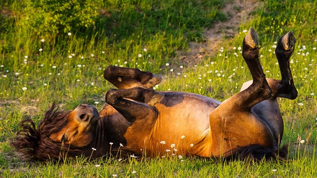 Pohyb divokých koní vytváří na pastvinách příležitosti pro uchycení hodně zajímavých bylin. 
