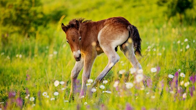 Přítomnost divokých koní, kteří se na pastvinách u Milovic úspěšně množí, krajině prospívá. 