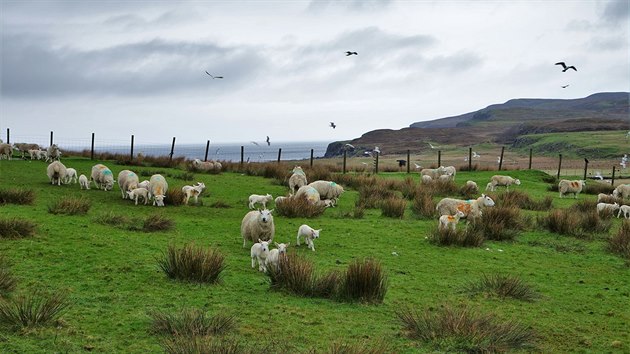 Isle of Skye, Skotsko: Skotsko jsou hory, jezera a ovce - astn ovce. Oteven krajina puntkovan blmi vlnnmi svetry je naprostm balzmem pro dui.