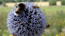 Blotrn modrý ze semen farmy Planta Naturalis