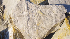 Zkameněliny v lomu v Nehvizdech