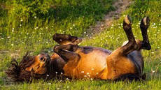 Pohyb divokých koní vytváří na pastvinách příležitosti pro uchycení hodně...