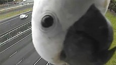 Papouek objevil dopravní kameru a stal se populárním