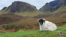 Isle of Skye, Skotsko: Skotsko jsou hory, jezera a ovce - astné ovce....