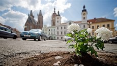 Květiny zasázené v dírách na parkovišti na Velkém náměstí v Hradci Králové (4....