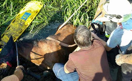 Jihomoravt hasii vyproovali kon. K jeho zchran pouili i jeb (16....