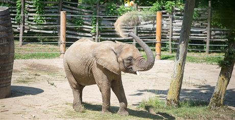 Samice slona afrického Zola by mla malé sln pivést na svt jet v ervnu.