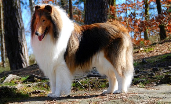 Americká kolie se stala inspirací ke vzniku legendární Lassie.